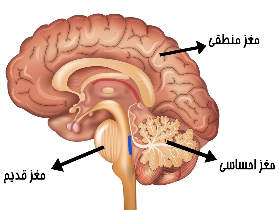 مغز های سه گانه